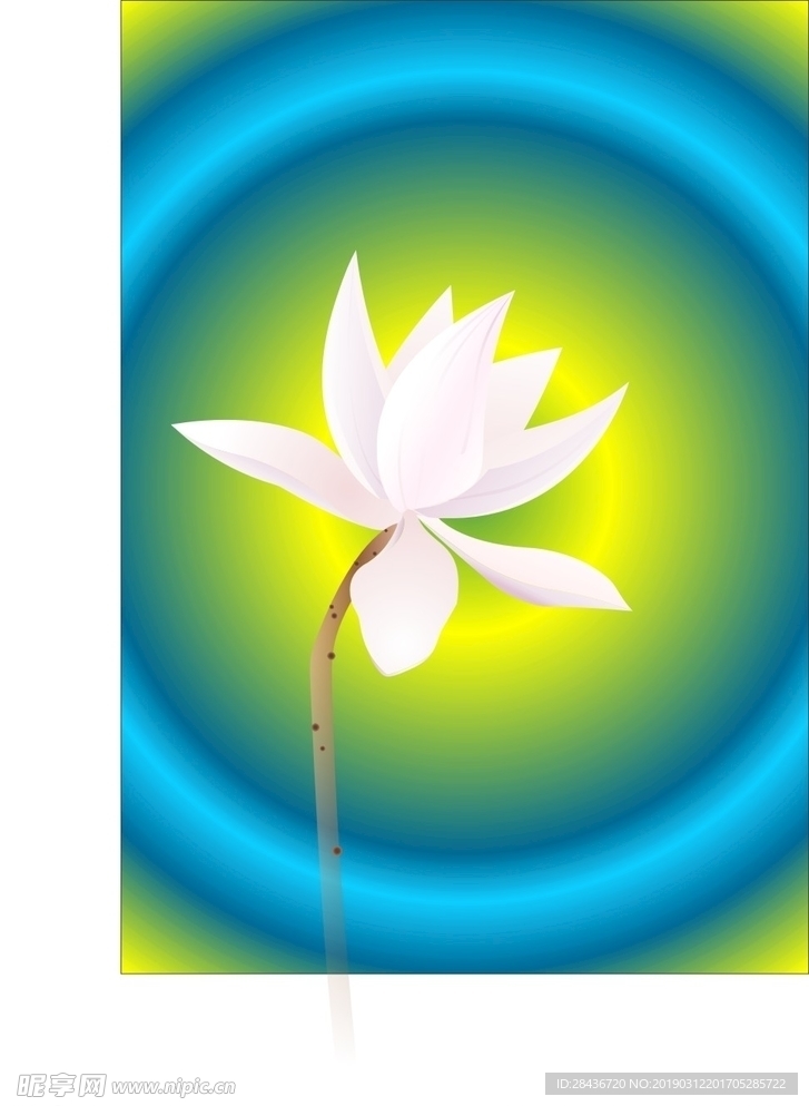 荷花