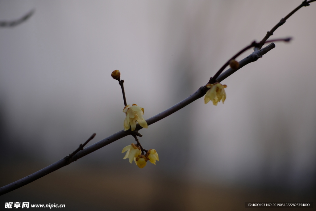 梅花
