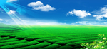 茶山