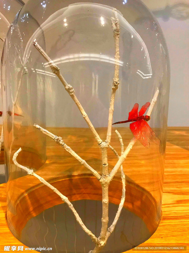 透明玻璃种的红蜻蜓