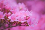 火红的杜鹃花