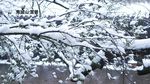 风雪青城山