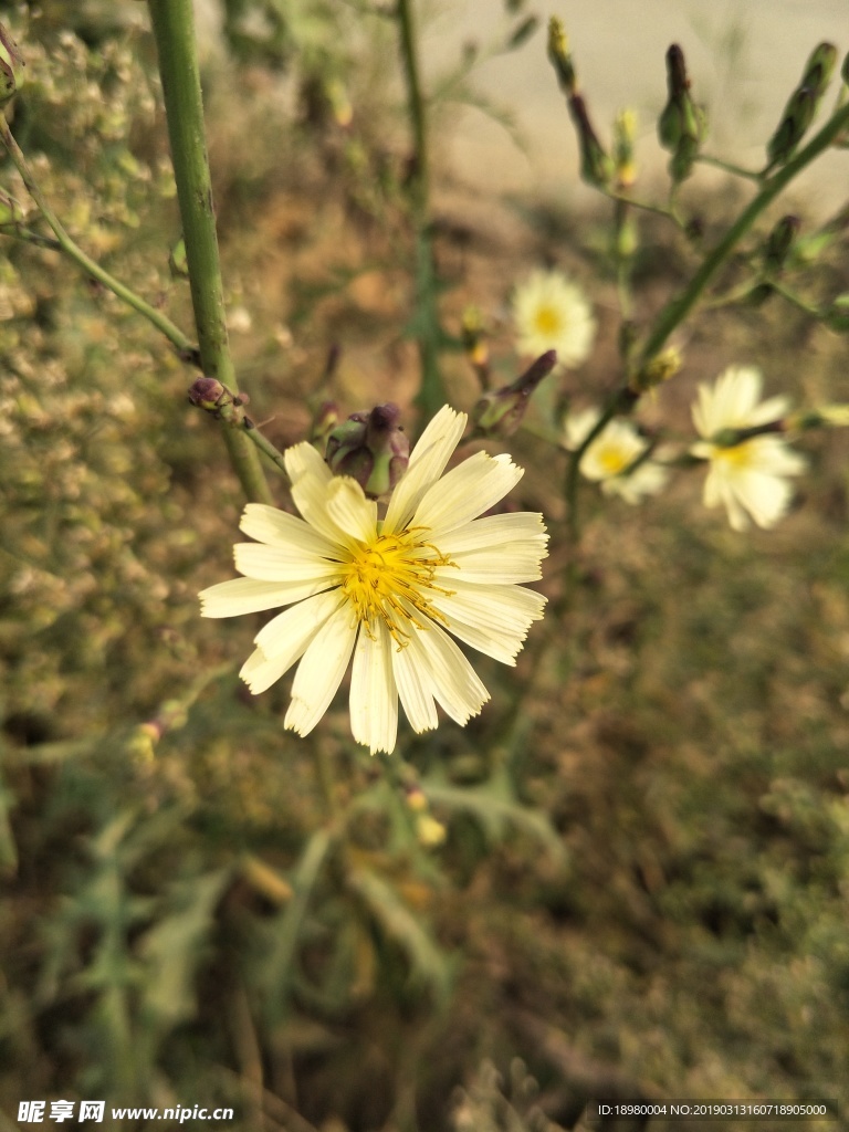 翅果菊