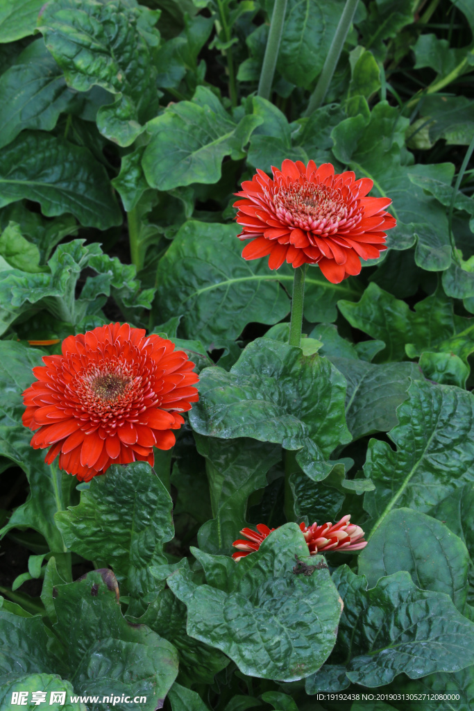 非洲菊