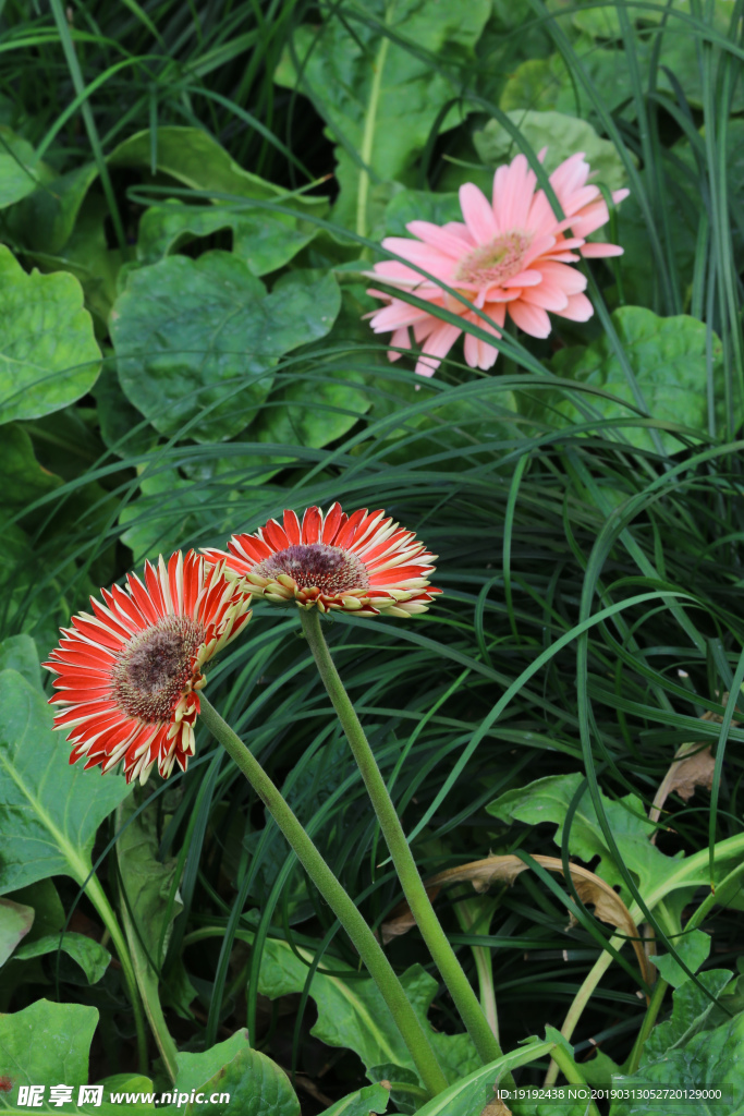 非洲菊