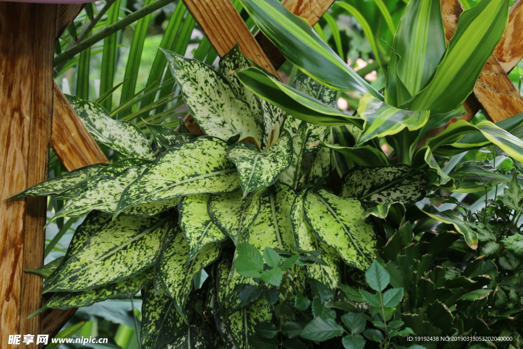 观叶植物