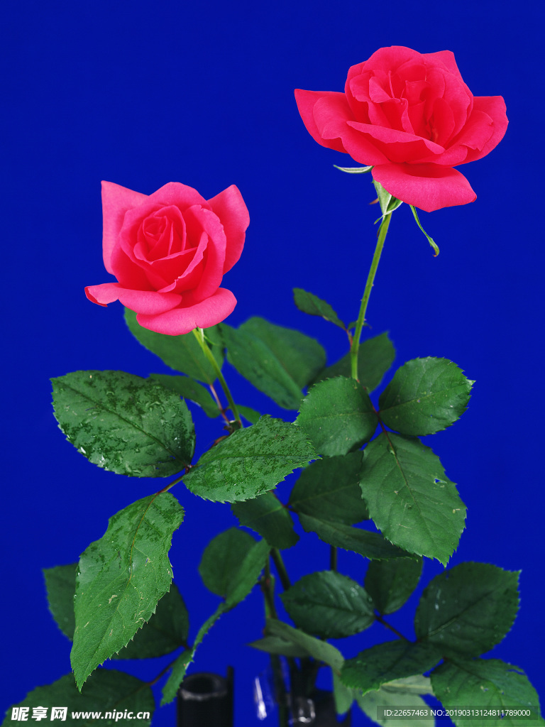 玫瑰花