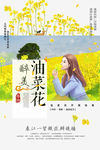 油菜花
