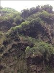 山