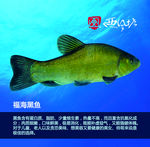 福海黑鱼