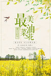油菜花