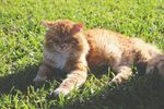 睡眼惺忪的猫咪