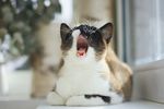 打哈欠的猫咪