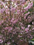 粉红色鲜花  漂亮  花