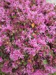 粉红色鲜花  漂亮  花