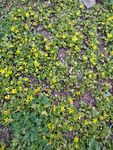黄色鲜花  漂亮  花  小