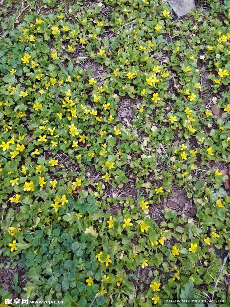 黄色鲜花  漂亮  花  小
