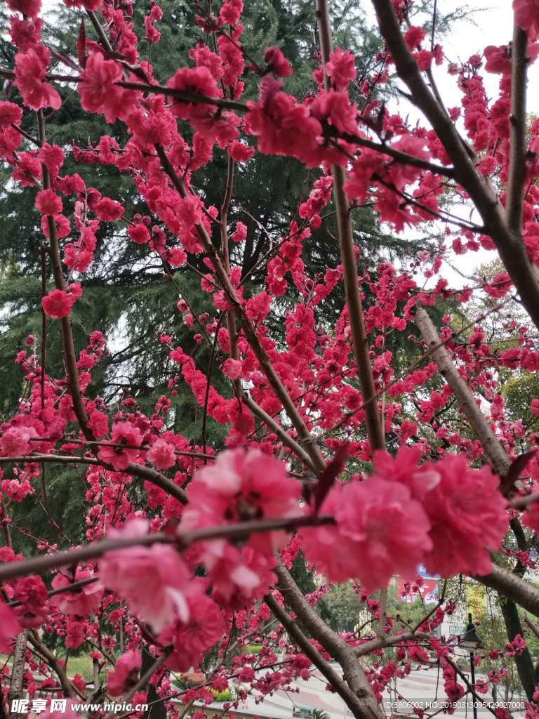 红色鲜花  漂亮  花  小