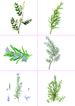 055草药