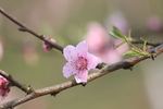 桃花运