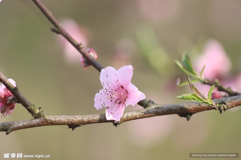 桃花