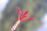 椿芽树