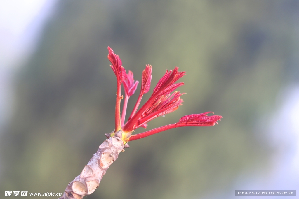 椿芽树