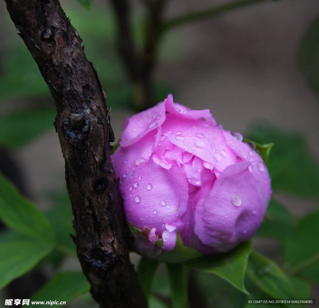 牡丹