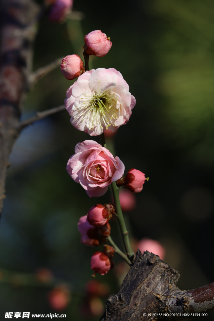梅花