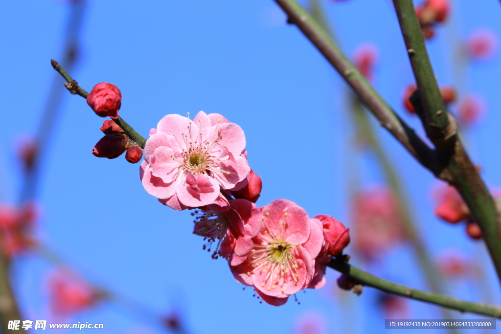 梅花