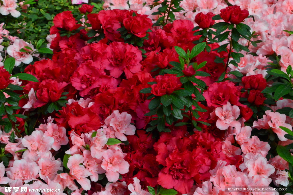杜鹃花
