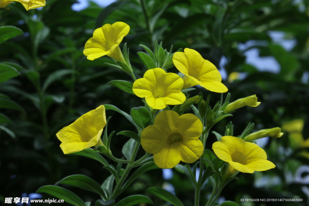 舞春花