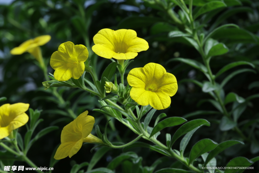 舞春花