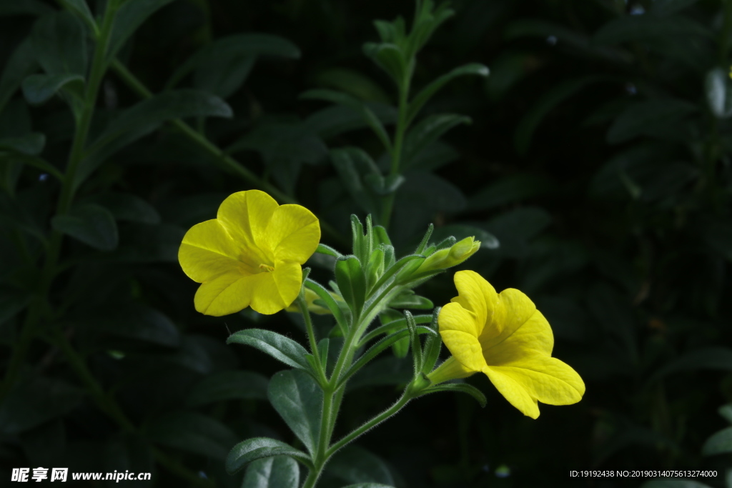 舞春花