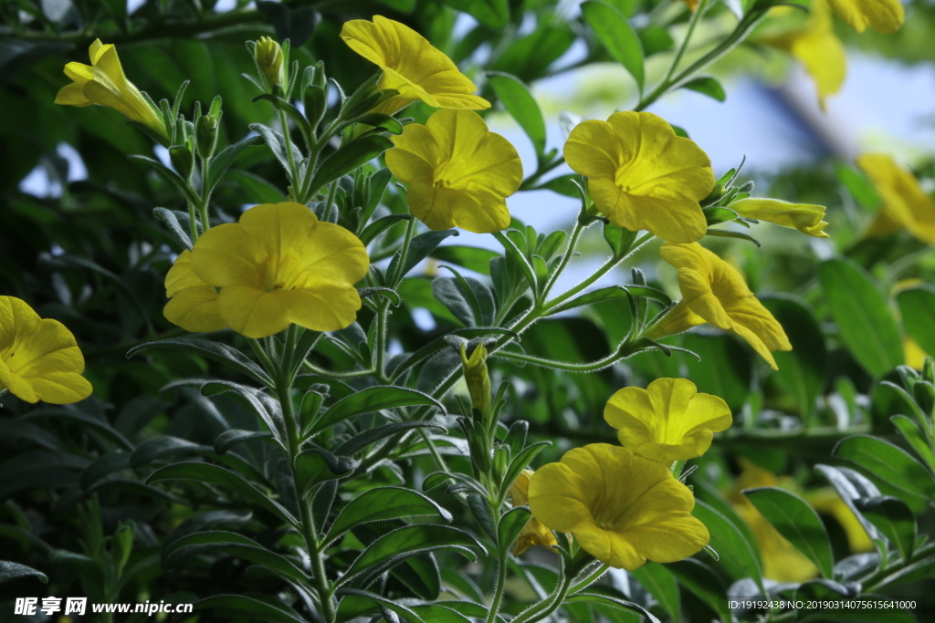 舞春花