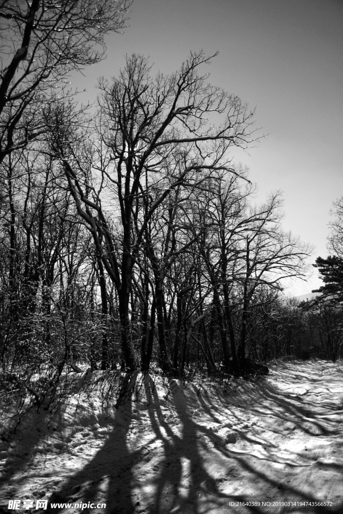冬天里的树林