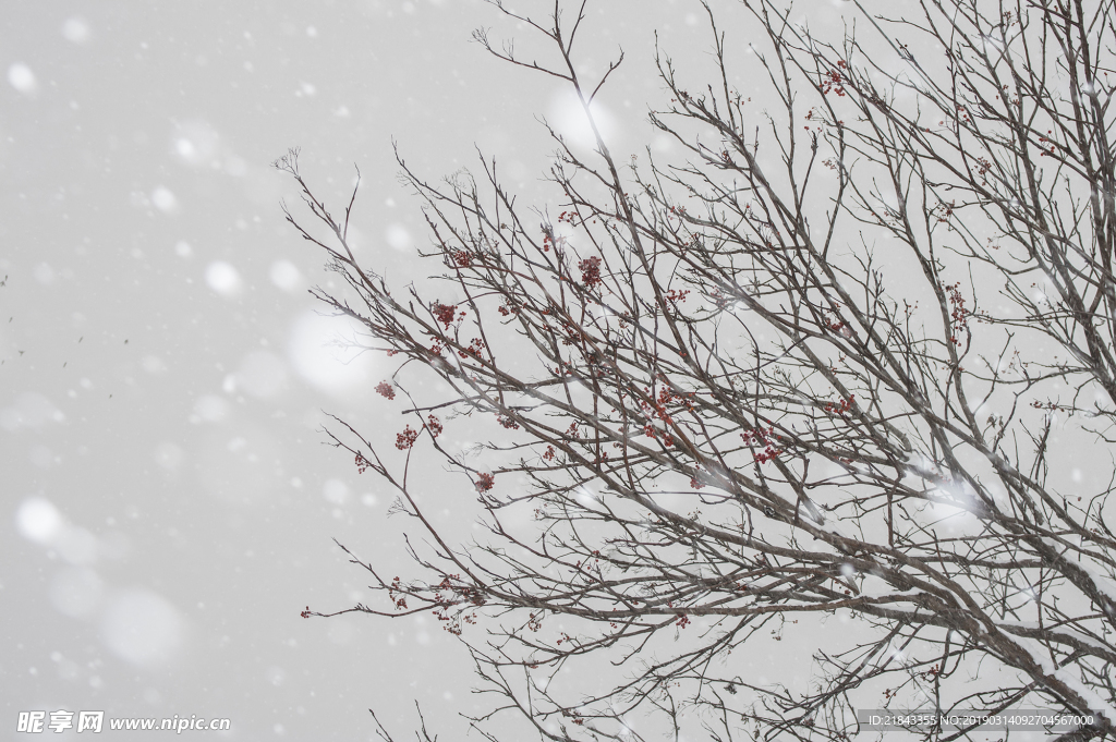 雪天里的花