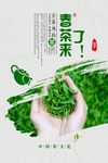 春茶