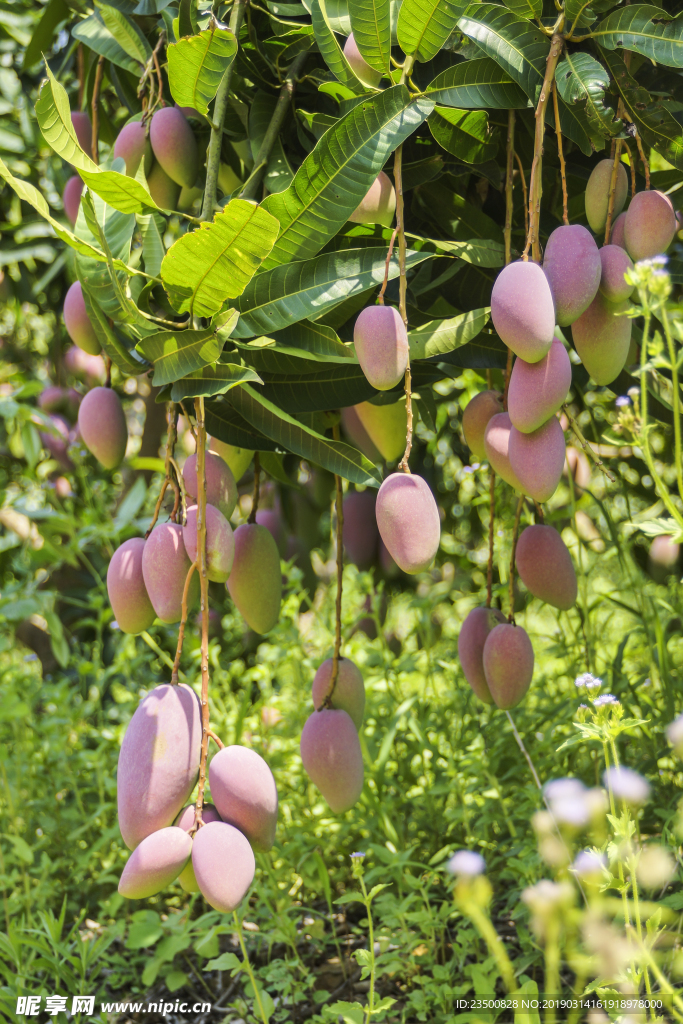 贵妃芒果树