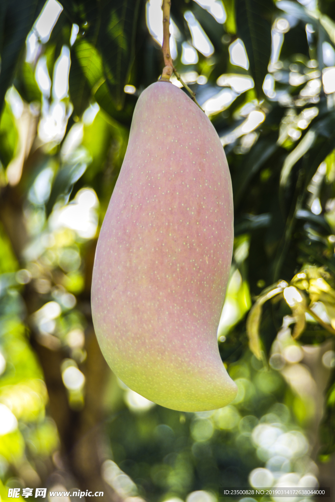 象牙芒