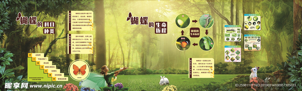 蝴蝶生命历程