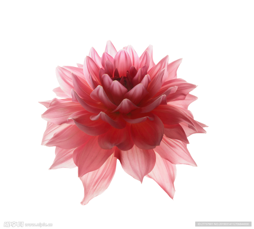 抽象花