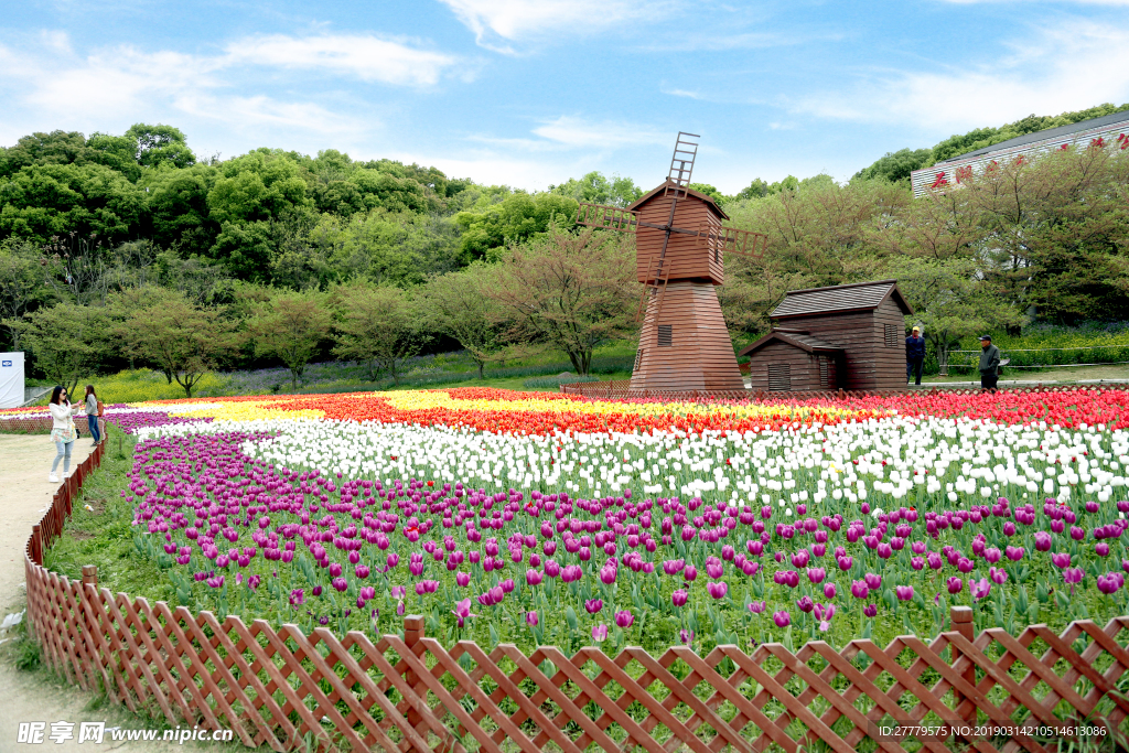 郁金香花海