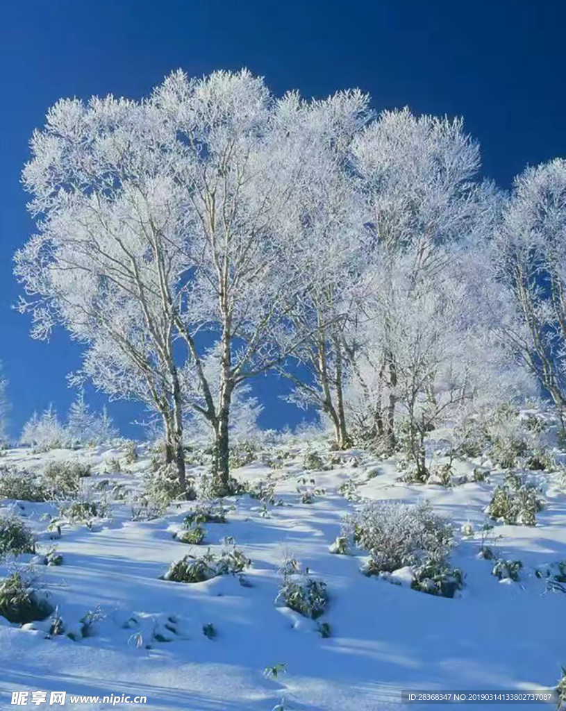 冬天雾雪树挂