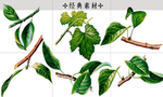 树叶