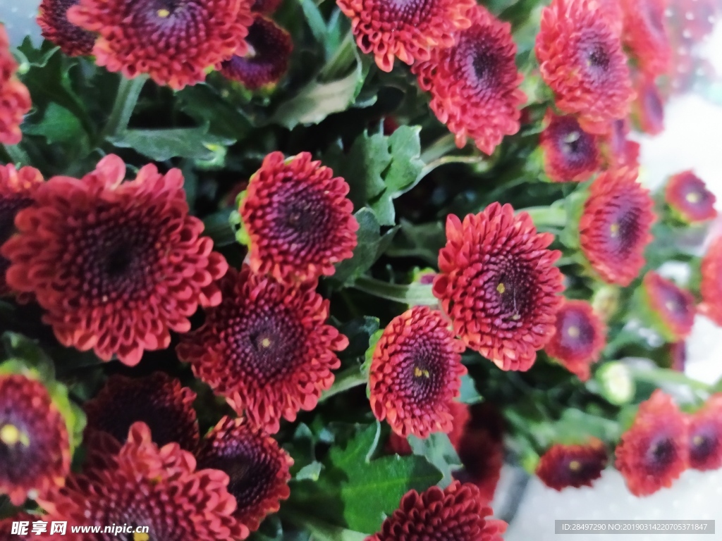 小雏菊