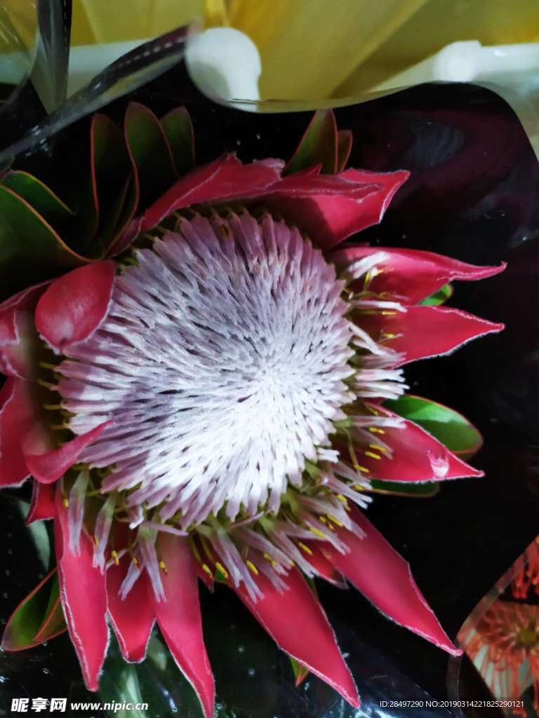 帝王花