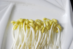 豆芽  芽菜  农业  食材
