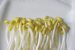 豆芽  芽菜  农业  食材