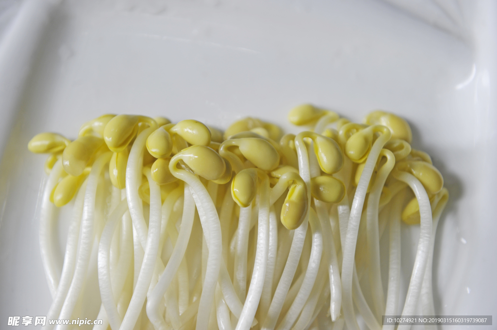 豆芽  芽菜  农业  食材